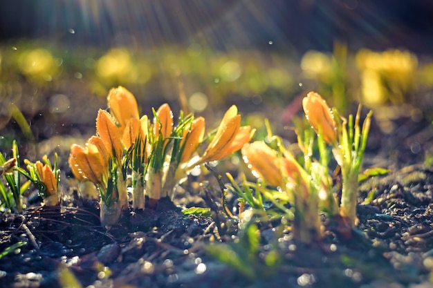 Krokus, gele krokus of krokus is een geslacht van bloeiende planten in de irisfamilie.