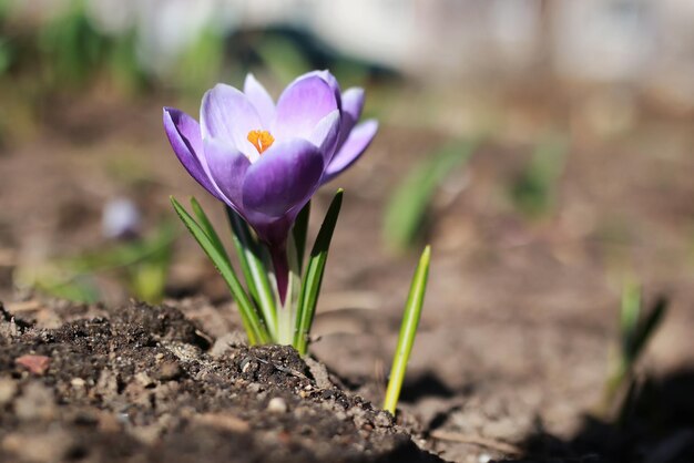 Krokus in de lente