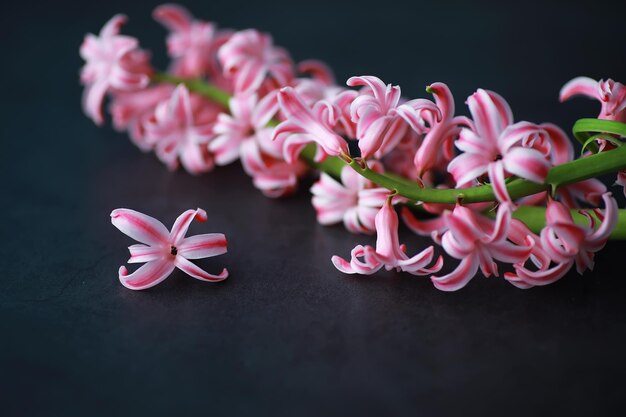 Krokus, meervoud krokussen of croci is een geslacht van bloeiende planten in de irisfamilie. Een enkele krokus, een bos krokussen, een weide vol krokussen, close-up krokussen. Krokus op een witte achtergrond.