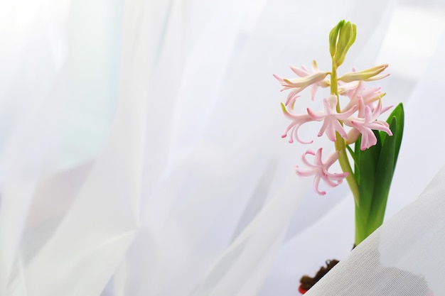 Krokus, meervoud krokussen of croci is een geslacht van bloeiende planten in de irisfamilie. Een enkele krokus, een bos krokussen, een weide vol krokussen, close-up krokussen. Krokus op een witte achtergrond.