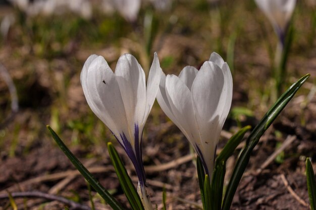 krokus