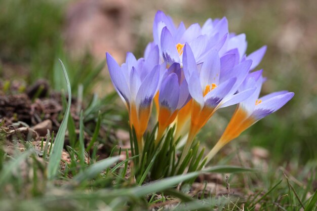 Krokusbloemen in de lente