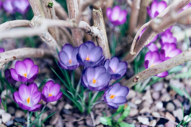 Krokusbloemen in de tuin