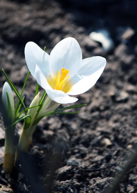 Krokusbloemen in zonlicht die buiten in een lentetuin groeien