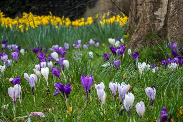 Krokussen bloeien in East Grinstead