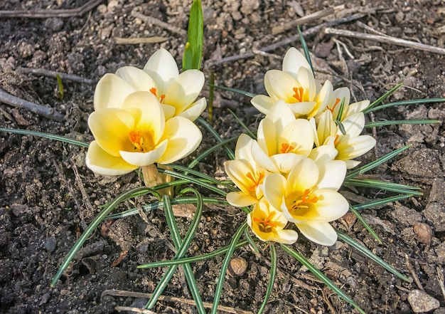 Krokussen die in de botanische tuin bloeien