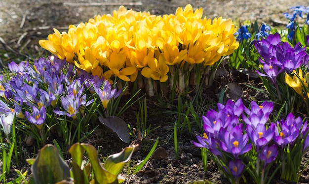 Krokussen die in de botanische tuin bloeien