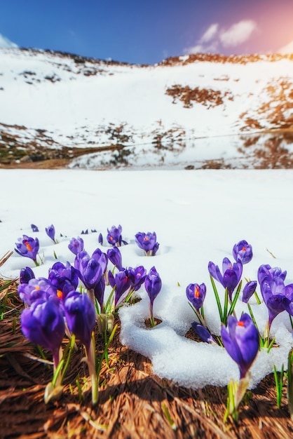 Krokussen in de sneeuw