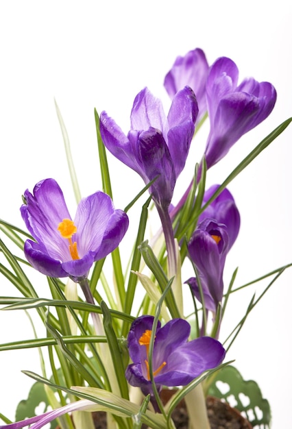 Krokussen krokus bloem in de lente geïsoleerd op wit