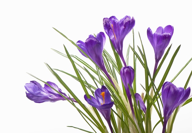 Krokussen Krokus bloem in de lente geïsoleerd op wit