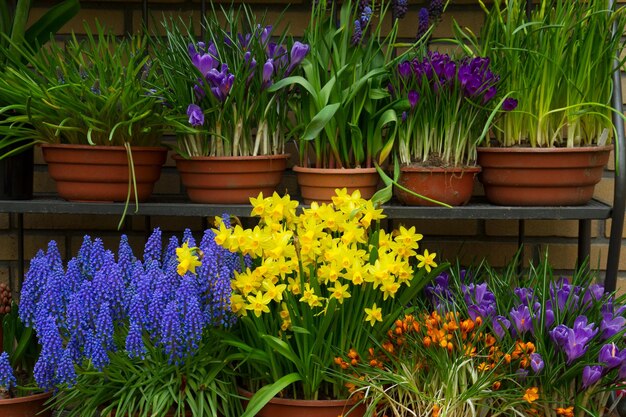 Krokussen narcissen en muscari lentebloemen in potten tentoongesteld in winkel