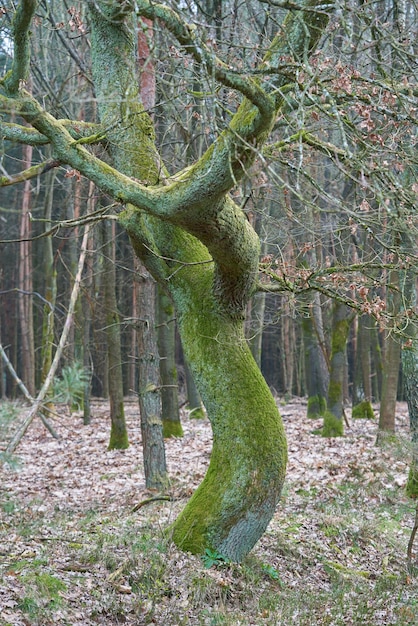 Kromme gebogen boom in het zomerwoud