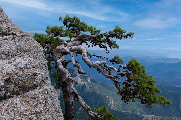 Kromme relikwieboom een den groeit aan de rand van een bergklif tegen het psychologische landschap van de lucht