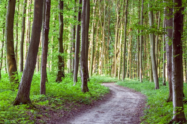 Krommevoetpad door groen bos