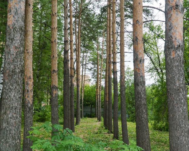 Kronen van bomen in het bos, zonnige dag