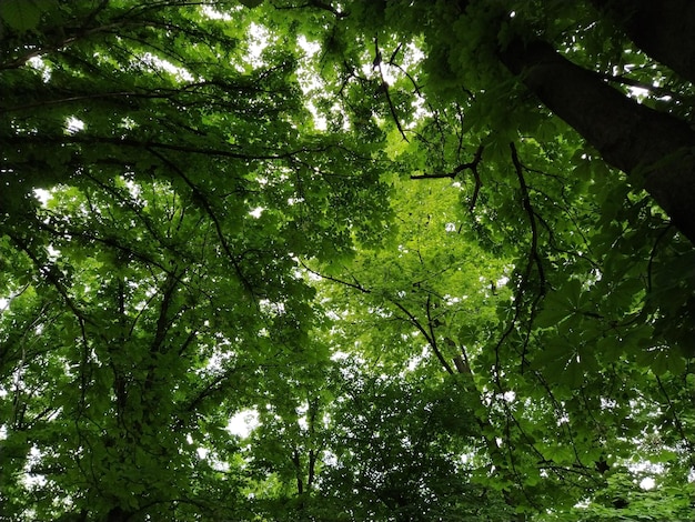 Kronen van bomen van onderaf Groen gebladerte op de takken Bladverliezend gemengd bos Het concept van gewelddadige natuur Wilde kastanjebladeren