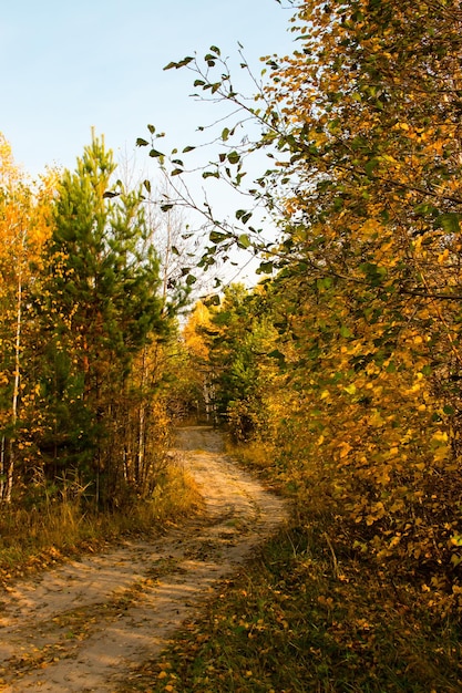 Kronkelend pad in het herfstbos