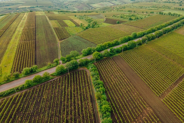 Kronkelende landweg in het veld Luchtfoto van een veld met een asfaltweg met een beroemd levenslandschap kleurrijk landbouwveldenlandschap