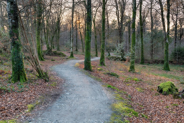 Kronkelende weg door bos