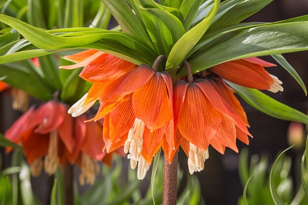 Kroon keizerlijke fritillary bloemen