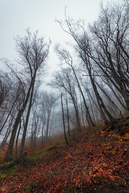 Kroon van kale bomen in mist