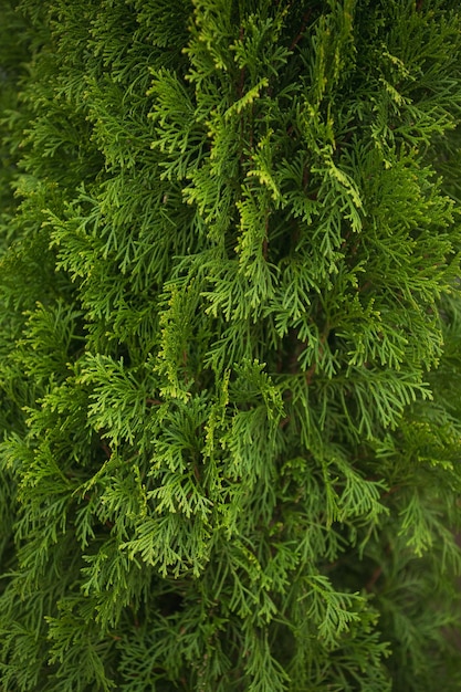 Foto kroon van thuja in close-up