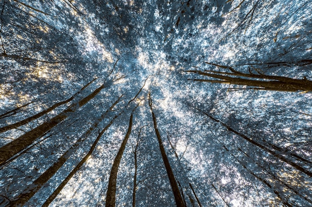 Kroonbomen Onderaanzicht van pijnbomen