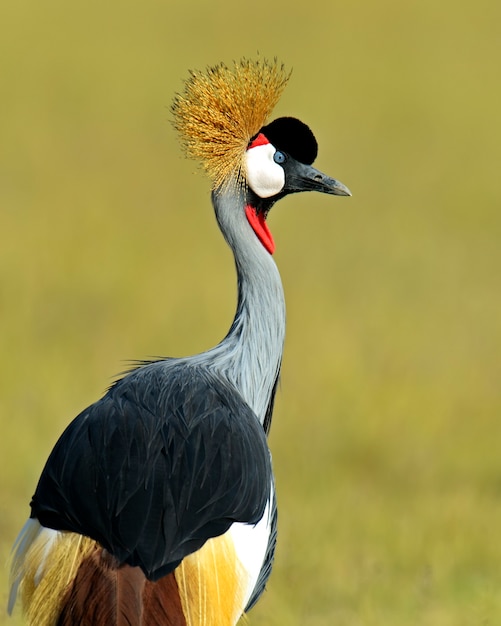 Kroonkraanvogel op de Afrikaanse savanne in Kenia