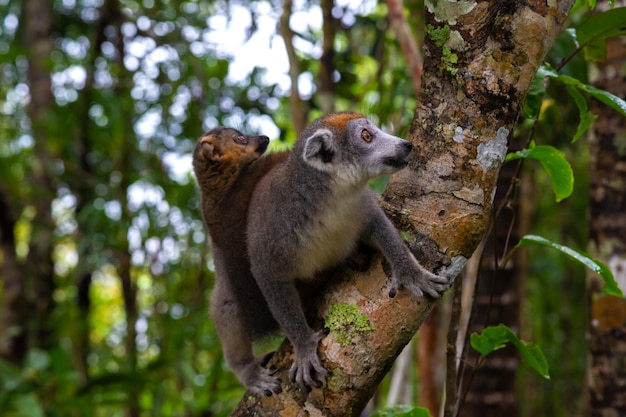 Foto kroonmaki op een boom in het regenwoud van madagaskar
