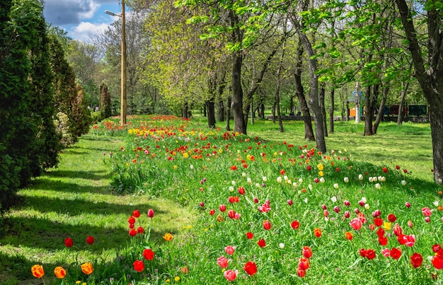 Kropyvnytskyi arboretum in het stadspark op een zonnige lentedag