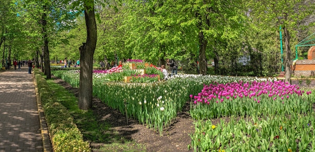 Kropyvnytskyi, Oekraïne 09.05.2021. Tulpensteegjes in het Kropyvnytskyi-arboretum op een zonnige lentedag