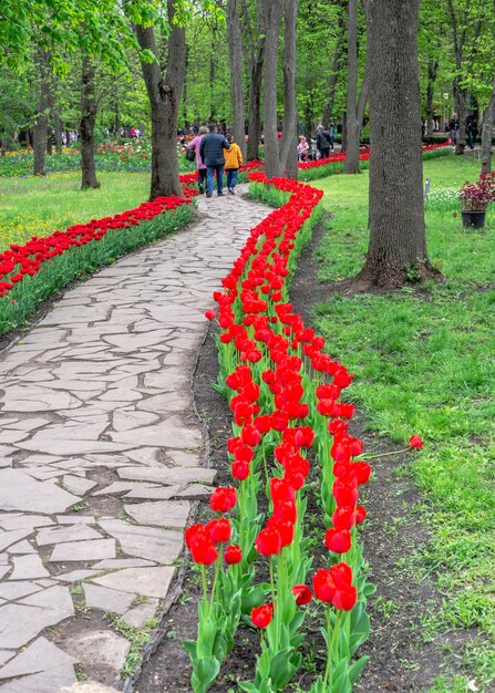 Photo kropyvnytskyi, ukraine 09.05.2021.  tulip alleys in the kropyvnytskyi arboretum on a sunny spring day