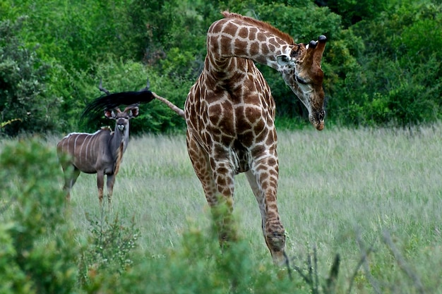 Foto parco nazionale kruger