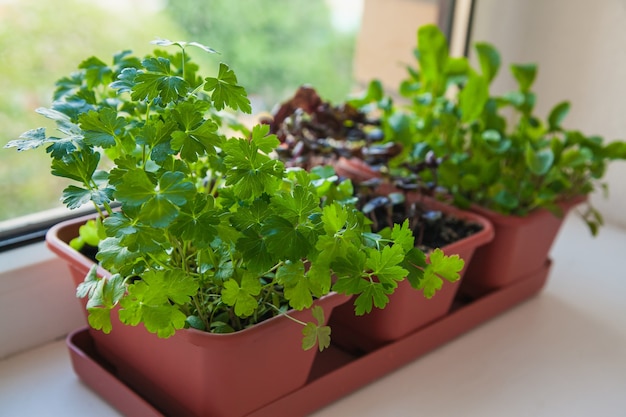 Kruiden kweken op de vensterbank. Jonge spruiten van peterselie, rucola en lila Basilicum in een pot op een witte vensterbank.