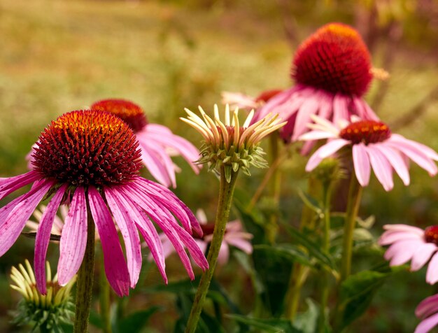 Kruidenplant Echinacea purpurea.