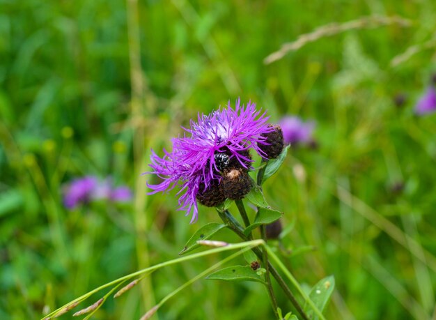 Kruipende distel