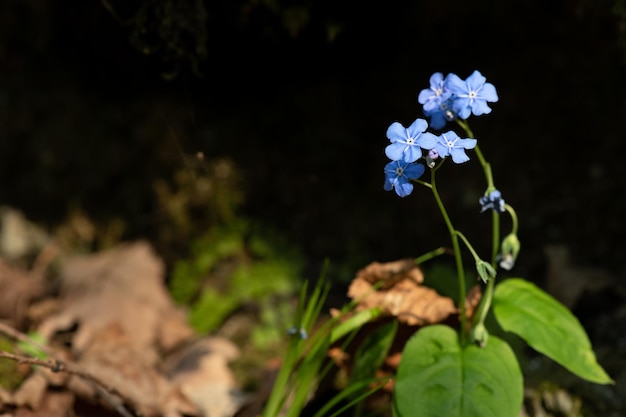 Kruipende Navelwort Omphalodes verna in het bos