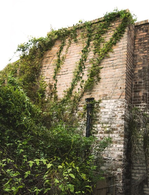 Foto kruipende planten op een bakstenen muur