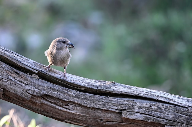 Kruisbek of Loxia curvirostra zangvogel uit de familie vinken