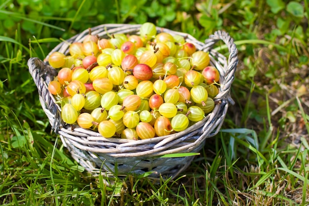 Kruisbes in mand op gras