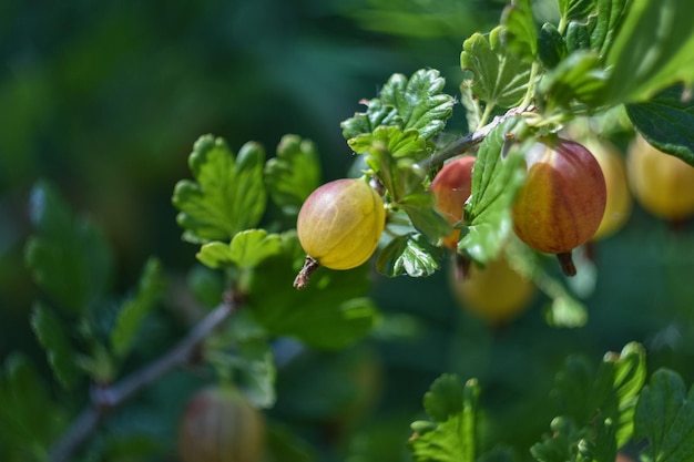 Kruisbes opgeloste tuinbes