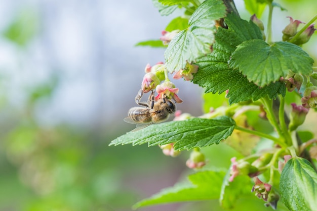 Kruisbes Ribes uvacrispa bloeiend in de lentebloem Ribes grossularia close-up tegen de achtergrond van bladeren Takken en jonge scheuten van fruitstruik