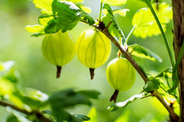 Kruisbessen agrusTak met bessen groene Agrus Groep zoete rijpe bessen kruisbessenagrus in de tuinhurvest van agrus