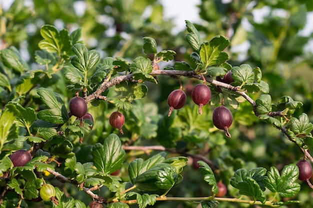 Kruisbessen rijpen op de tak in de tuin