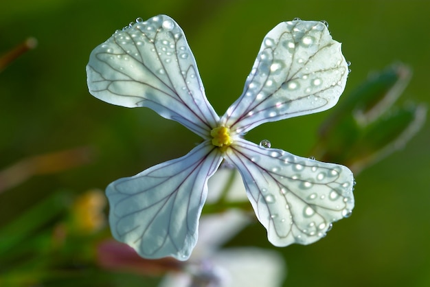 Kruisbloemige bloem (Eruca Vesicaria)