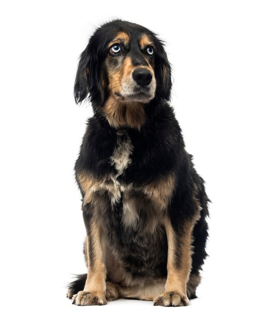 Kruising hond vergadering geïsoleerd op wit