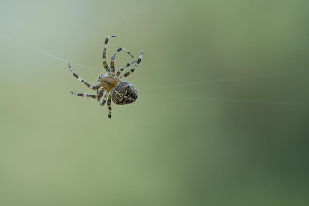 Kruisspin die op een spinnendraad kruipt Halloween-schrik Onscherpe achtergrond