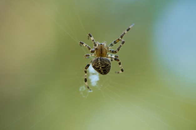 Kruisspin kruipend op een spinnendraad Halloween-schrik Een nuttige jager onder