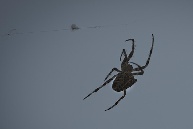 Kruisspin kruipend op een spinnendraad Halloween-schrik Een nuttige jager onder