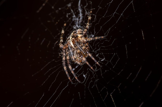 Kruisspin op een web op een zwarte achtergrond macrofotografie Europese kruisspin op een web